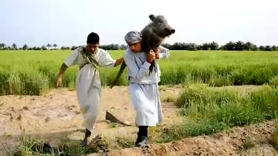 Farmers in Karbala say wild boars are destroying crops, forcing them off the land
