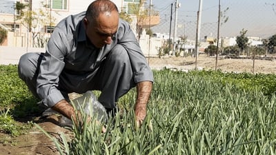 دانیشتووانی گەڕەك لەلای حەمید عەلی سەوزەی سفرە و خوانەكانیان دەبەنەوە