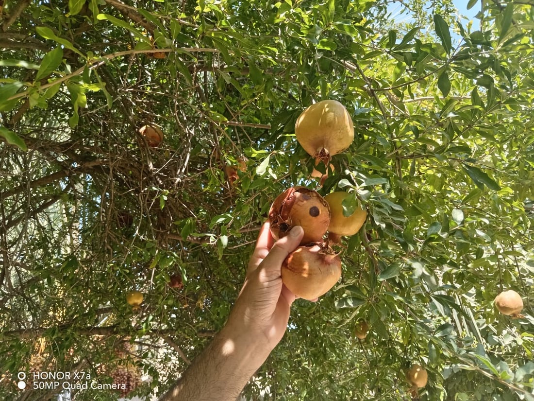 ذبابة أميركية تفتك بفواكه العراق.. الدولة تلوم مزارعي كربلاء (صور)