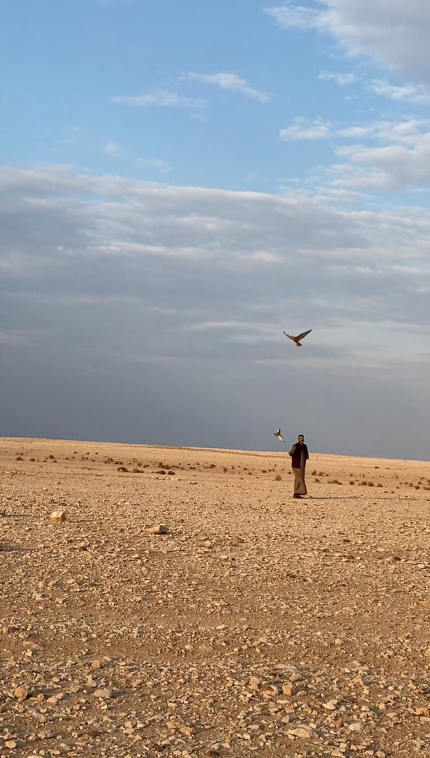 إذا شبع الصقر طار.. صقارة السماوة يطاردون الحبارى بـ “الجير شاهين” المهجن (فيديو)