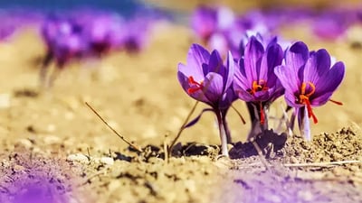 له ‌گه‌رمیان بۆ ساڵى دووه‌م توێژینه‌وه‌ له‌سه‌ر چاندنى زه‌عفه‌ران ده‌كرێت