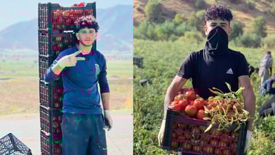 گەنجێک 120 کیلۆ تەماتە بە یەکجار بەسەر پشتی دەگوازێتەوە 