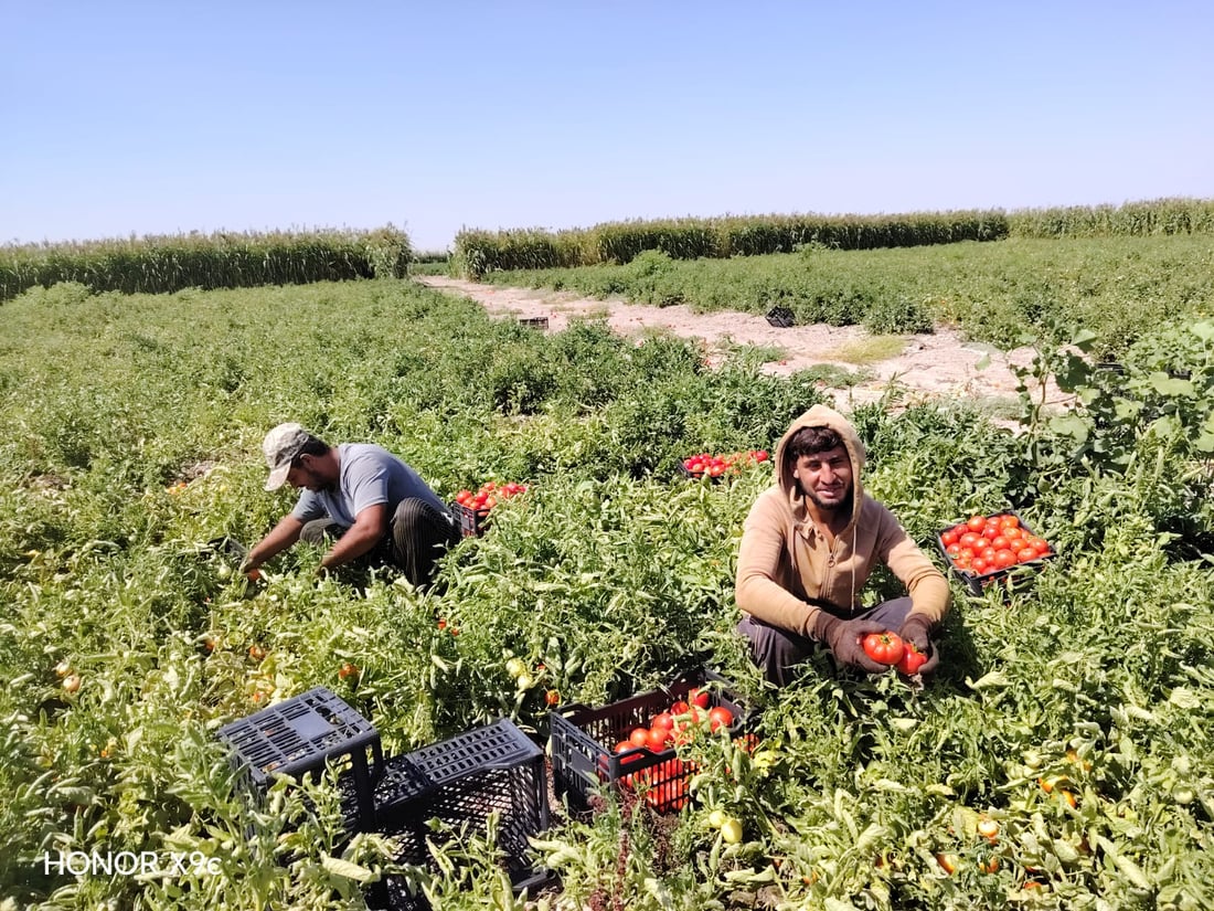 “طماطة نورة” تقفز من 4 آلاف إلى 22 ألفاً.. ربيعة تعوض خسائرها