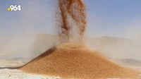 قرار السوداني.. استلام كامل منتوج الحنطة حتى من المزارع...