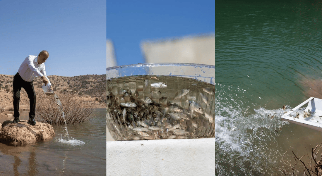 200 هەزار پەنجەماسی خرانە ناو بەنداوی خنس