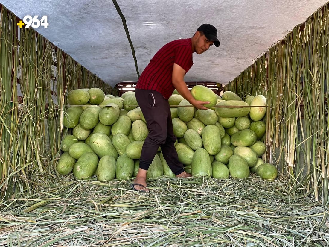 صور: القطفة الأولى من الرقي العراقي الهجين وصلت الناصرية والمذاق “عسل”