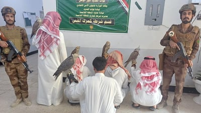 اعتقال 4 صيادين كويتيين ومرشد عراقي بحوزتهم 5 صقور في بادية المثنى