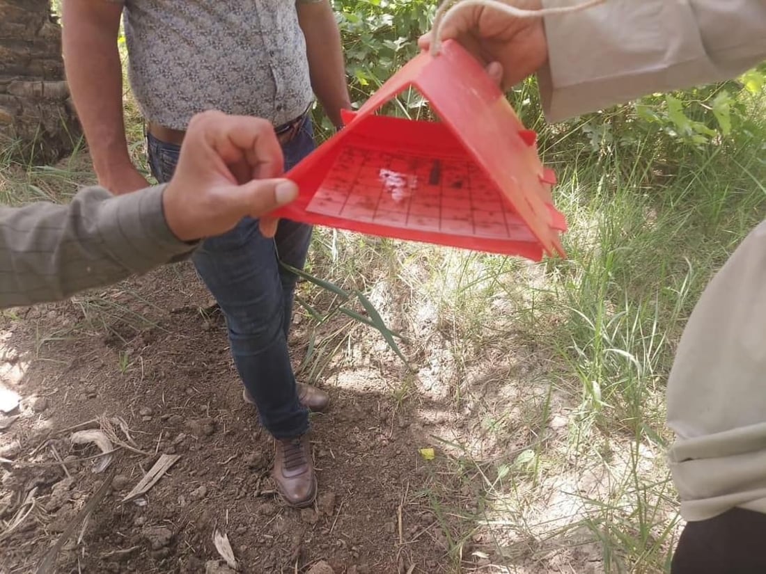هيت تنصب مصائد “جاكسون” لحماية التمور.. مواجهة حاسمة مع الحميرة