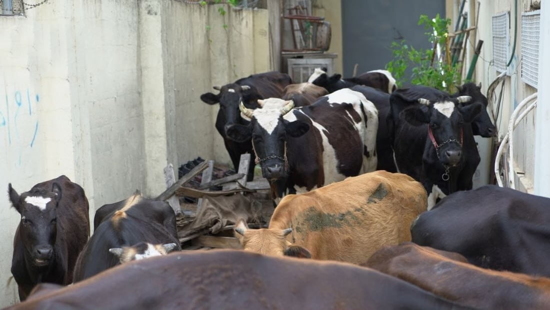 ژماره‌یه‌ك مانگا له‌ناو بازاڕى هه‌ڵه‌بجه‌ ده‌ستبه‌سه‌ركران