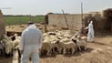گەرمیان خۆی بۆ رووبەرووبوونەوەی تای خوێنبەربوون ئامادە دەکات