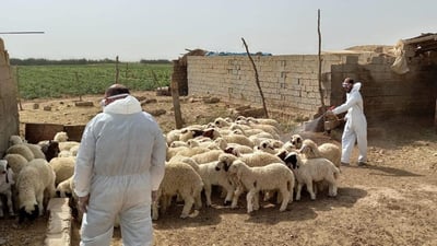 منداڵێک لە کەرکوک بە گومانی تای خوێنبەربوونی خرایە ژێر چاودێرییەوە