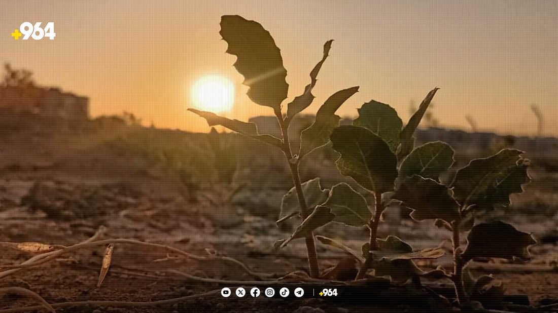 رێکخراوێک 300 هەزار دار بەڕووی لە هەولێر چاندووە