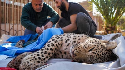 كردستان: 20 مليون دينار غرامة صيد النمور ومن يتجرأ على الغزلان يدفع 15