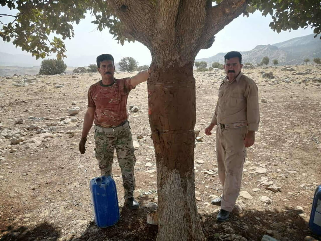 إنقاذ شجرة بلوط معمرة في السليمانية.. الجفاف أهلكها وتشقق جذعها