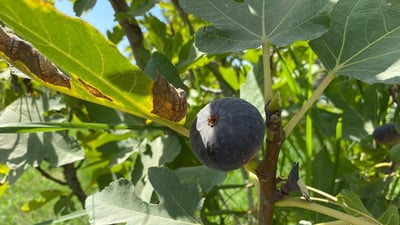 صور: بساتين السنيّة في الديوانية تقطف التين الأسود.. نتائج مذهلة للري بالتقطير