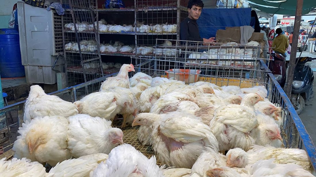 هيت: الدولار وفوضى الاستيراد يغلقان 70% من قاعات الدواجن في كبيسة