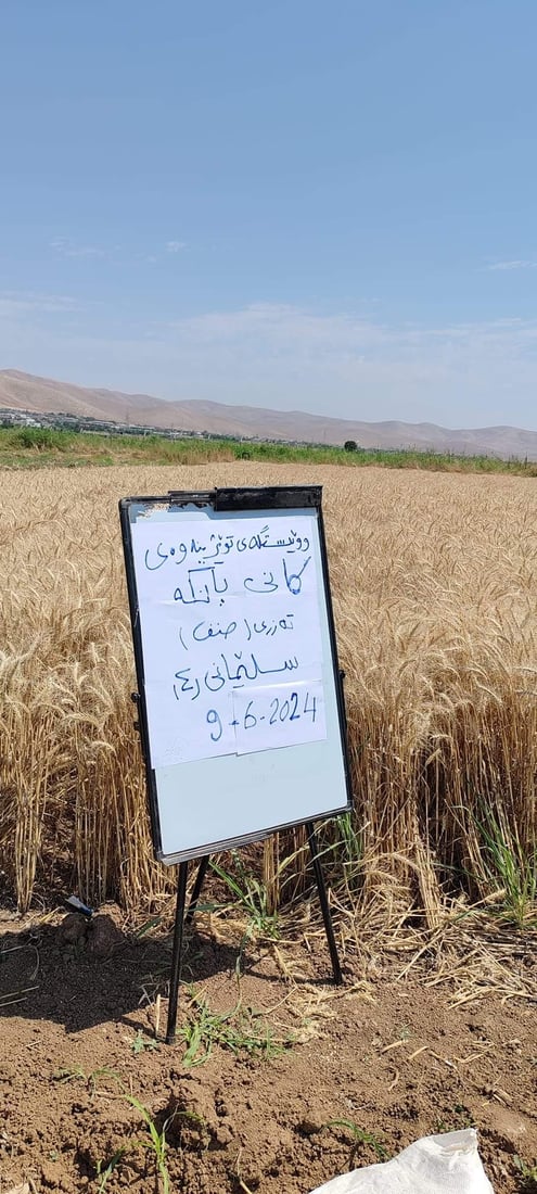 له‌ سلێمانى دوو ته‌رزى نوێى گه‌نم په‌سه‌ندكران