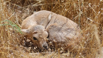 له ‌باره‌ى دروێنه‌ى گه‌نم و زاوزێى ئاسكه‌كانى گه‌رمیان هۆشدارى ده‌درێت