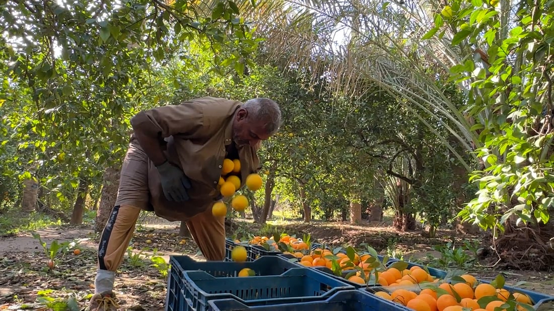 Orange harvest begins in Diyala as officials estimate 44,000-ton season