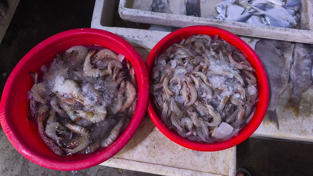 البحر يجود على البصرة.. أسعار الأسماك تهبط و”أكل الفقير” صار بألف دينار