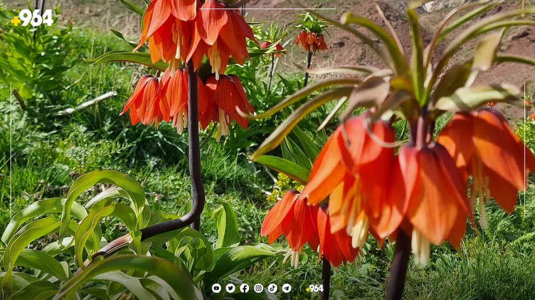 أربيل: صور أثارت غضب نشطاء البيئة.. متنزهون التقطوا صوراً مع ورود نادرة ثم سحقوها