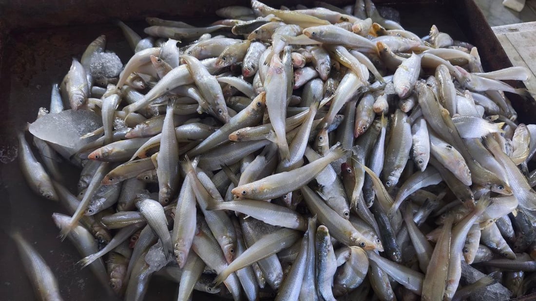 المحافظات تتوافد إلى سوق النقعة والسمك يصل بالأطنان (صور)