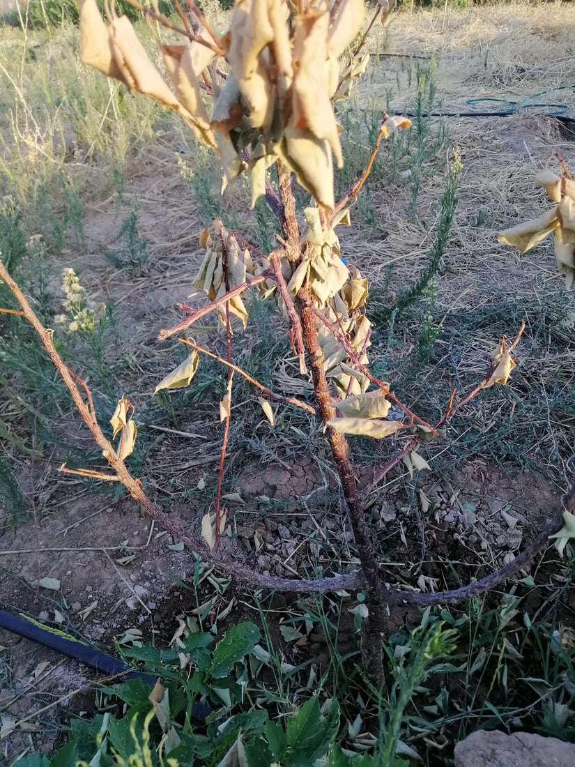 ژمارەیەک دار سیس بوون؛ گەرمایە و کرمیش لەناوە