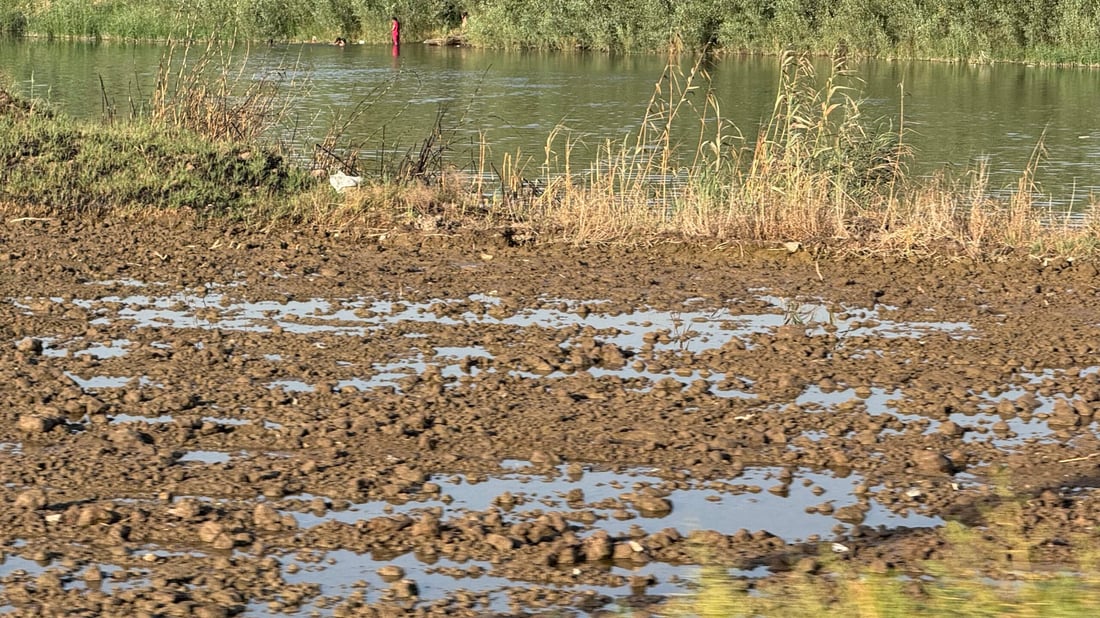 رائحة العنبر ستعود إلى مطابخكم.. أرقام وتوقعات أكبر موسم رز منذ سنين