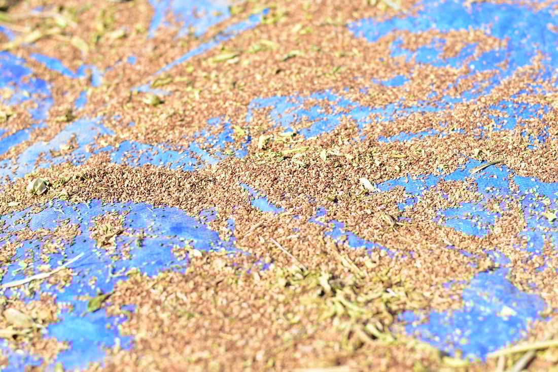 Sesame harvest begins in Mwan village despite irrigation challenges