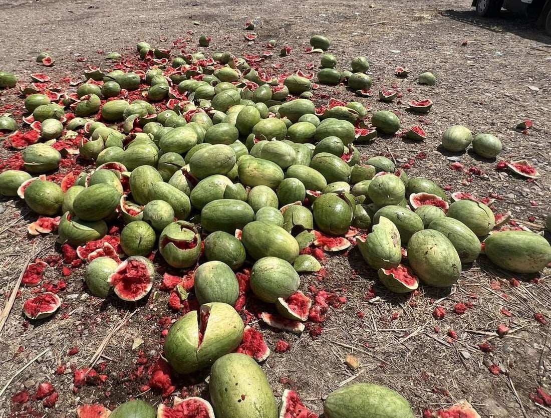 ئه‌مساڵ شوتییه‌كه‌ى پردێ به‌شه‌رتى چه‌قۆ نافرۆشرێت