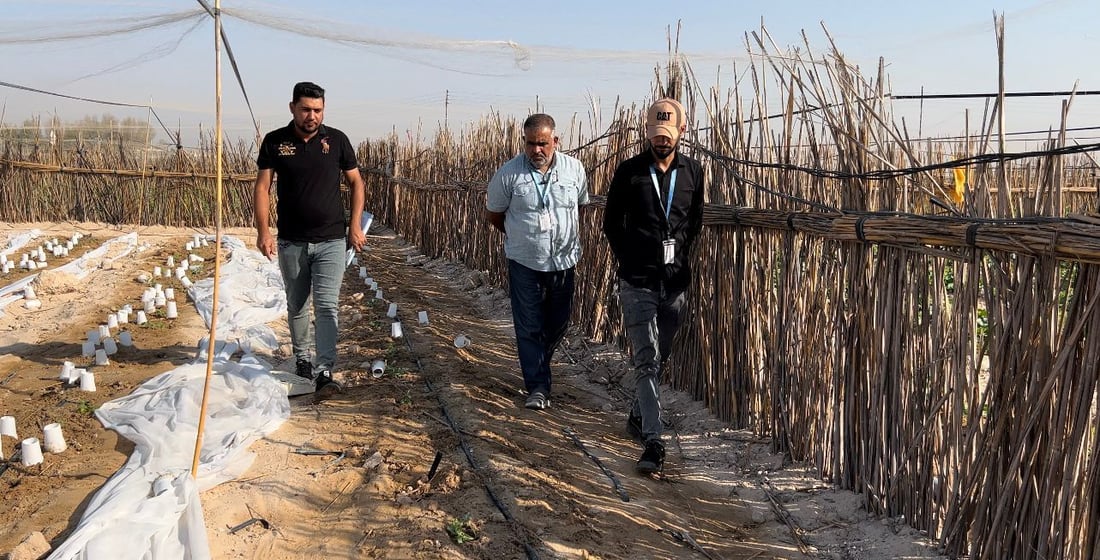 صور: البصرة تجرب تطعيم الرقي والبطيخ باليقطين.. وتتوقع نتائج مذهلة!