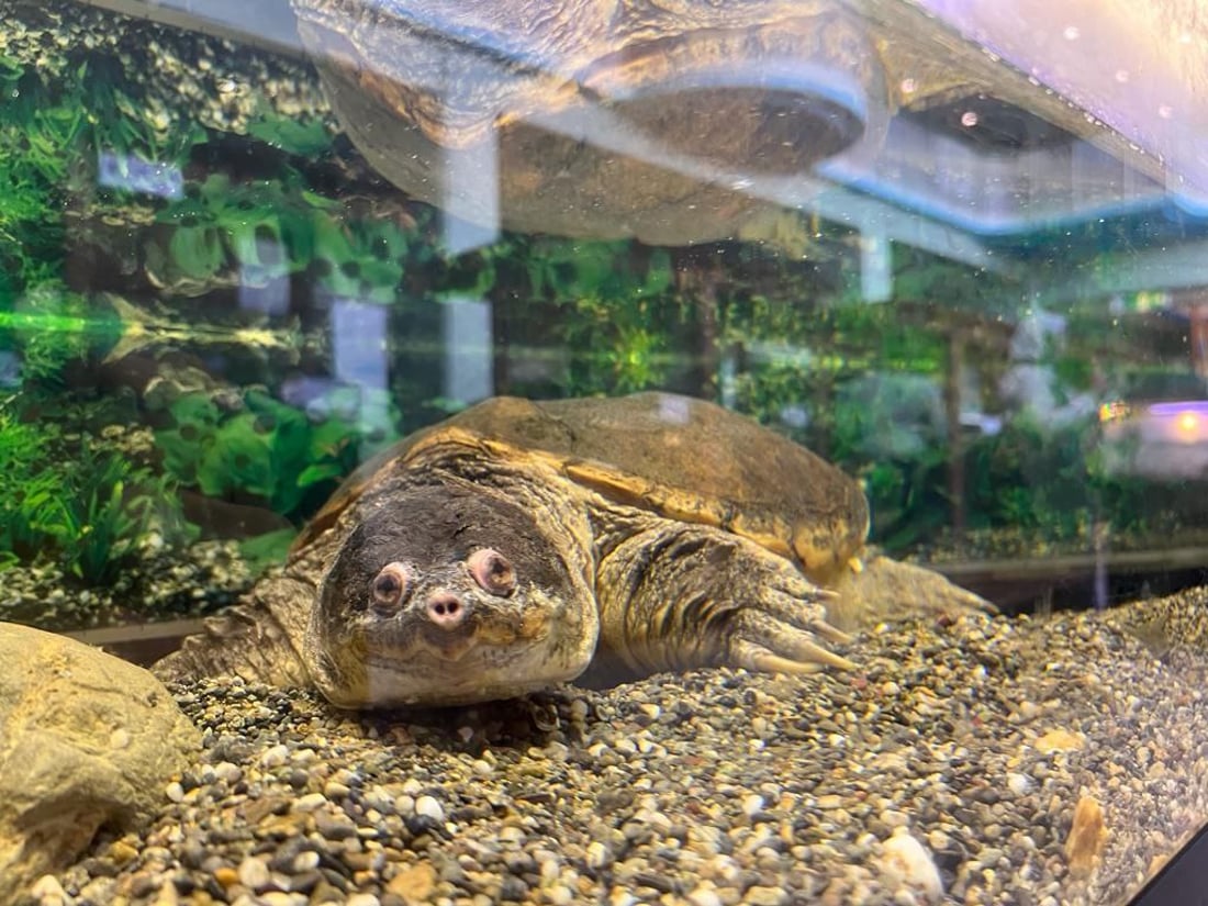 تیمێکی شوێنەواری سۆران لە ژاپۆن ڤیدیۆی تایبەتی مۆزەخانەیەکیان بۆ 964 ناردووە