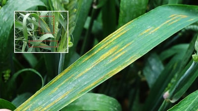 بەشێکی گەنمی دەشتی قەراج ژەنگی گرتووە و پشکنینی بۆ دەکرێت