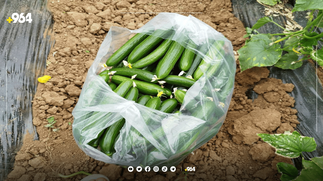 له‌ گوندێکی ئاکرێ رۆژانه‌ سێ تۆن خەیار بەرهەم ده‌هێندرێت