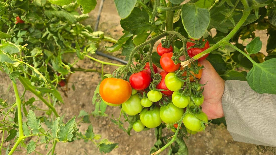 طالب أنباري يتمكن من تهجين الطماطة العراقية بالكرزية والناتج حامض حلو (صور)