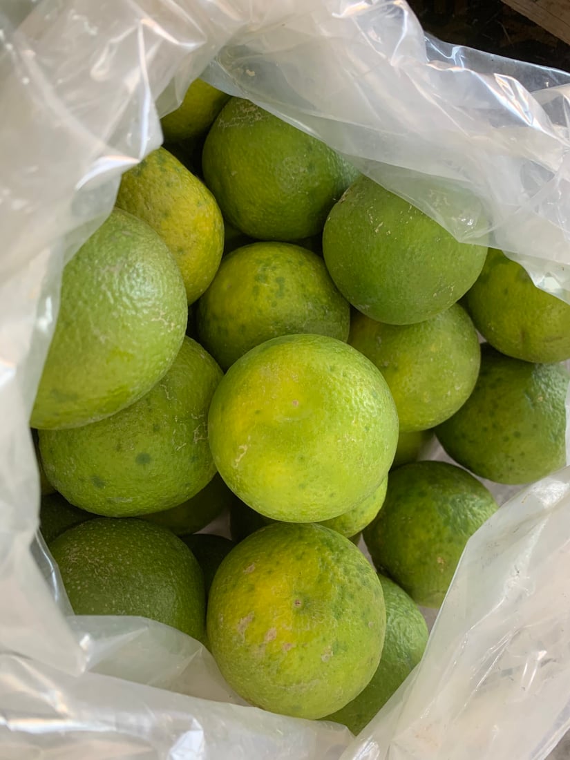 أرخص من الإيراني والطعم لا يقارن.. حديثة قطفت أولى سلال البرتقال (صور)