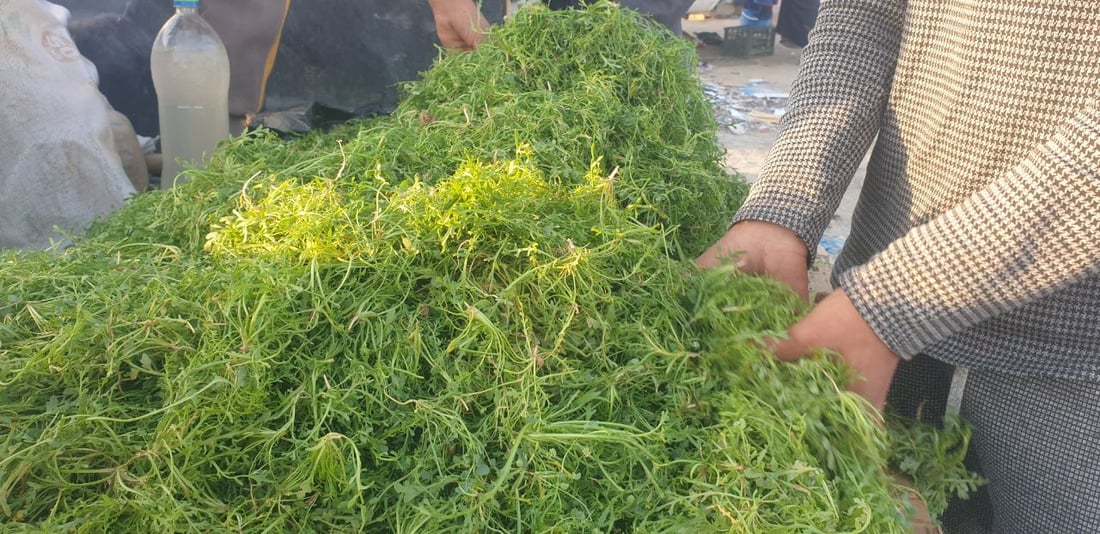 صور: بعد الكمأ.. “رشاد البر” يغزو أسواق الخضروات في المثنى