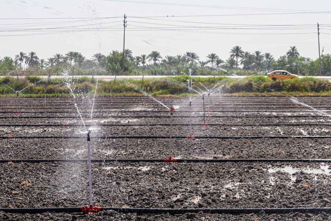 خبراء العراق اكتشفوا أن الغمر ليس ضرورياً لزراعة العنبر.. يعيش بالتنقيط!