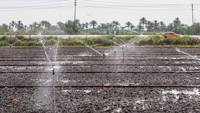 خبراء العراق اكتشفوا أن الغمر ليس ضرورياً لزراعة العنبر.. يعيش بالتنقيط!