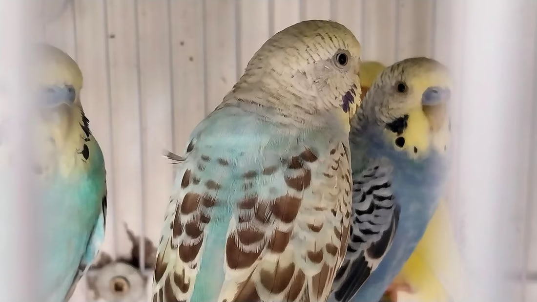 Lovebirds as New Year’s gifts in Al-Qa’im