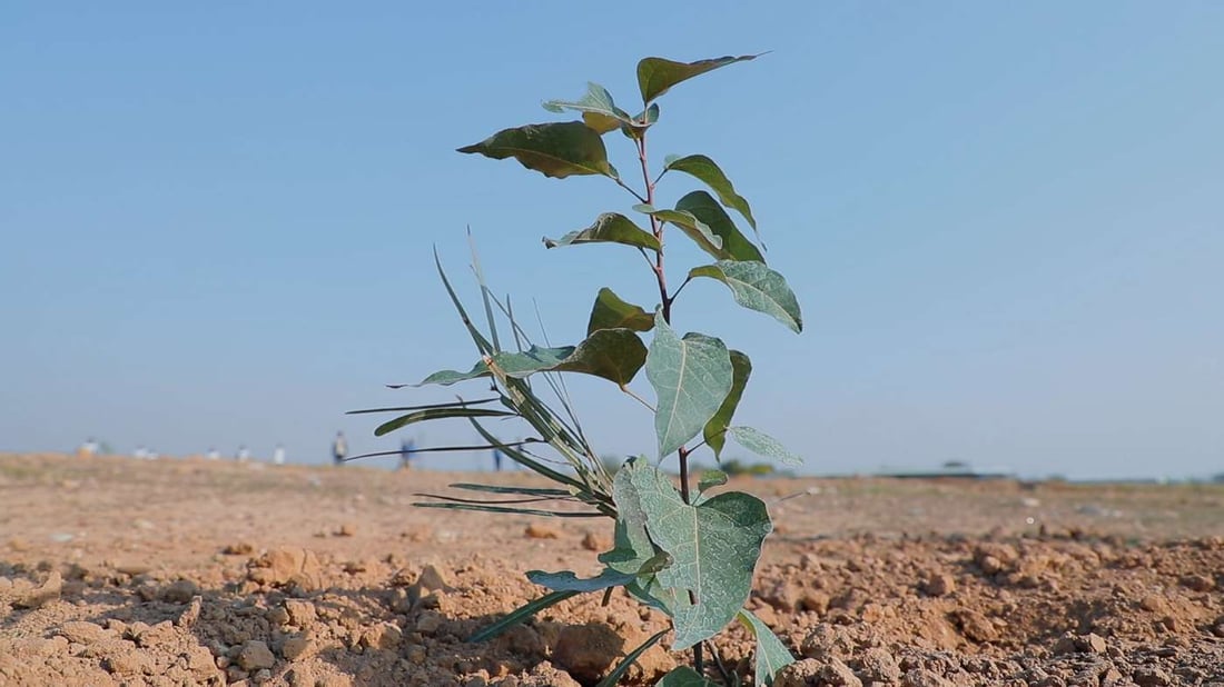 بغداد وأربيل مع الـ UN في حملة كبرى لتخضير العراق.. 5 ملايين شجرة بعموم البلاد