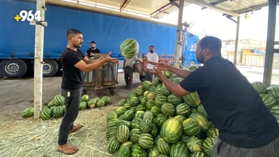 البصرة: الرگي في صحراء “اللحيس” النفطية هو “الأشهى والأغلى” حين ينقطع محصول العراق