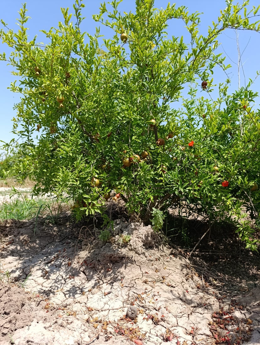 باخە هەنارەکانى هەڵەبجە نەخۆشن