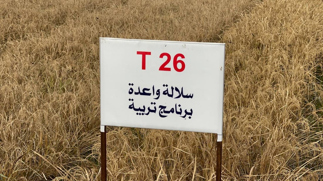 “البلشون” تشهد موسم حصاد الشلب في المشخاب.. الرجال والنساء يشاركون (صور)