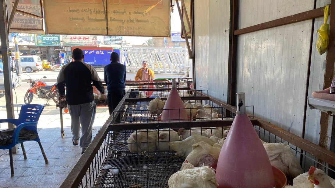 صور: قصابو أبو غريب أغلقوا محالهم بسبب ارتفاع الأسعار.. ودجاج أربيل أنسب البدائل