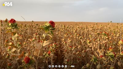 لە گەرمیان رووەکی زەردەزێڕی دەچێندرێت