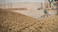 للتخلص منها نهائياً.. العراق يقرر بيع 49 مليون كغم من الح...