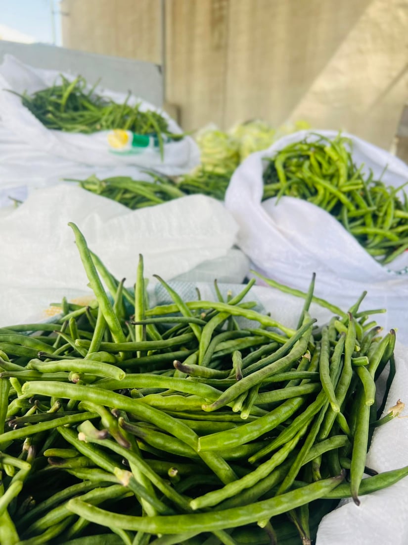 تەق تەق؛ خۆی وەک نیشتمانیی لۆبیا دەردەخات