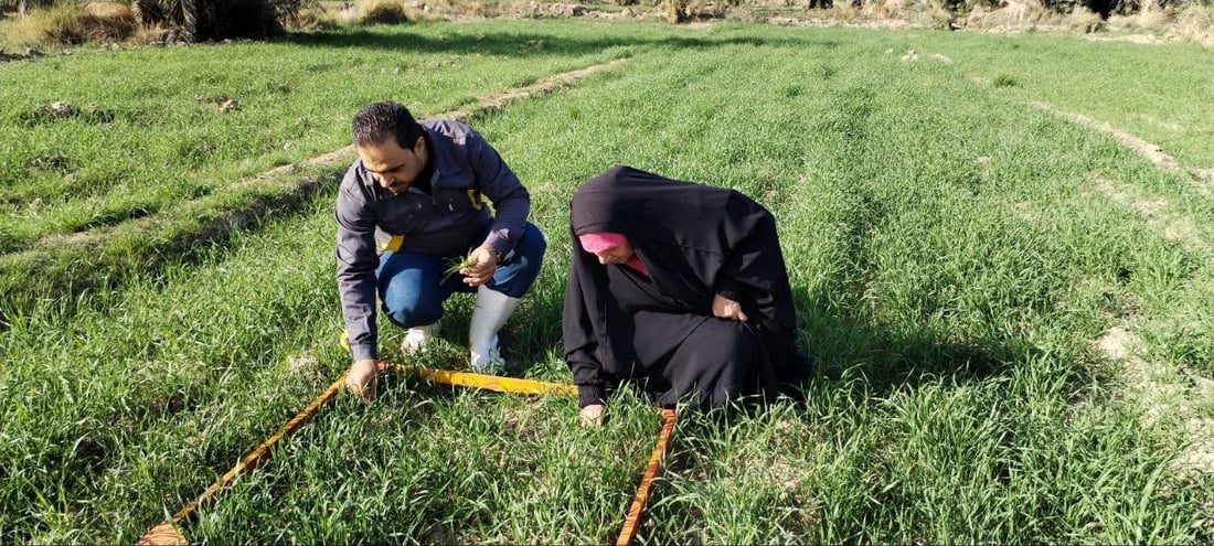 صور: مزارعو بابل يكافحون الأدغال على 5 مراحل.. السليجة والفجيلة والخباز