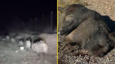 فيديو: الخنازير تعلن “حظر تجول” في سامراء والسلاح ممنوع في المواجهة!